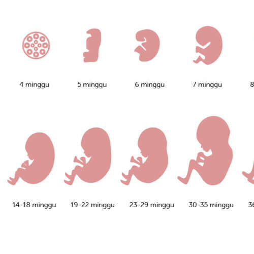 Perkembangan Janin dalam Kandungan - 9 Tahap yang Bikin Takjub - YouTube