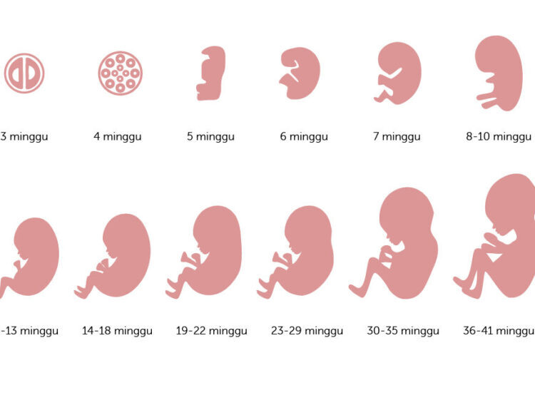 Perkembangan Janin dalam Kandungan - 9 Tahap yang Bikin Takjub - YouTube