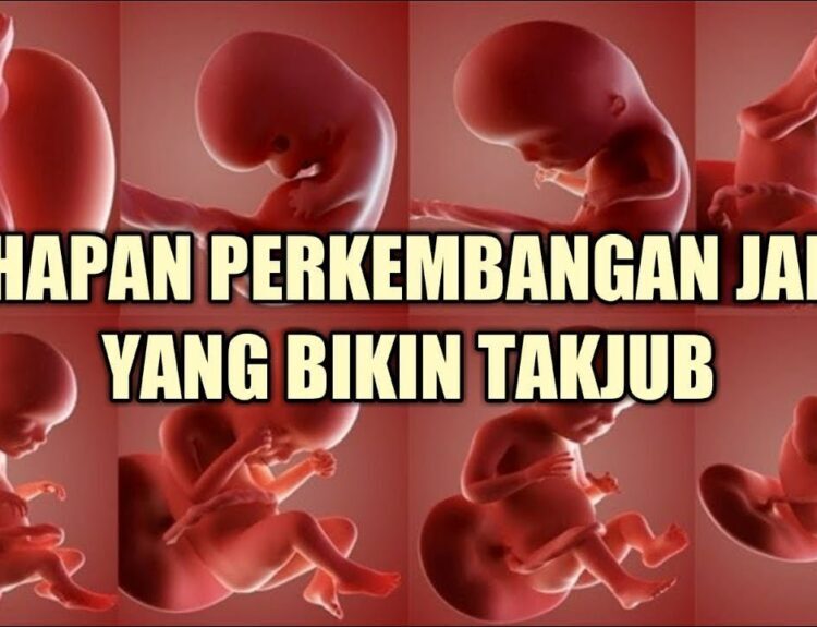 Perkembangan Berat Badan Janin dalam Kandungan - Primaya Hospital
