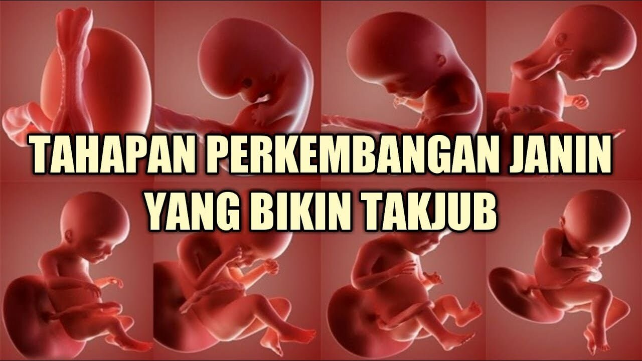 Perkembangan Berat Badan Janin dalam Kandungan - Primaya Hospital Perkembangan Berat Badan Janin dalam Kandungan - Primaya Hospital